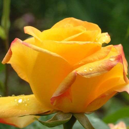 Rosa Gold Crown® - amarillo - Árbol de Rosas Híbrido de Té - rosal de pie alto- forma de corona de tallo recto